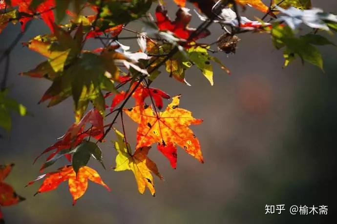香港新澳正版先鋒詩資料,穎兒 今年的楓葉夠紅了吧